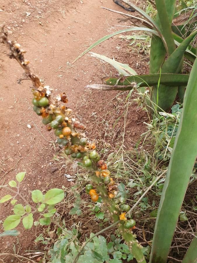 Sansevieria dawei fruit