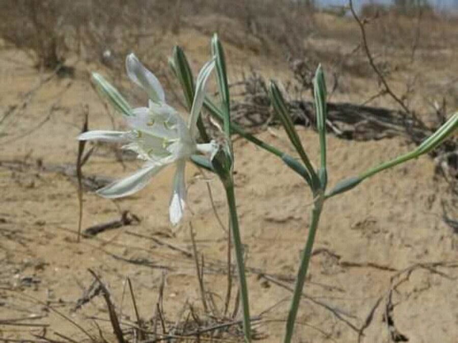 Pancratium sickenbergeri flower