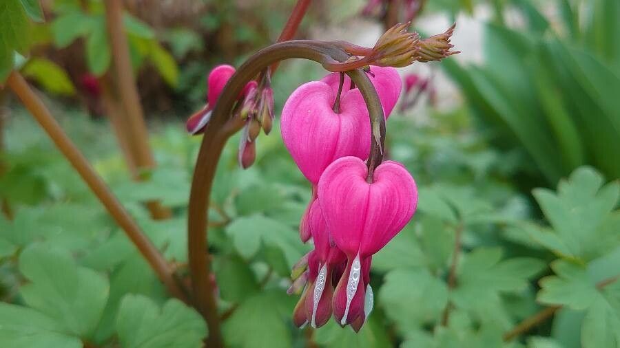 Dicentra spectabilis flower