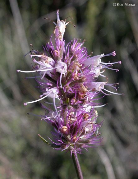 Agastache parvifolia flower