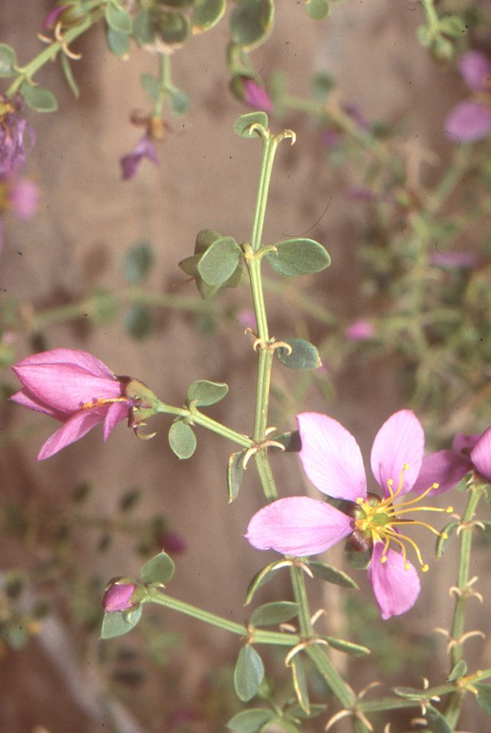 Fagonia harpago habit