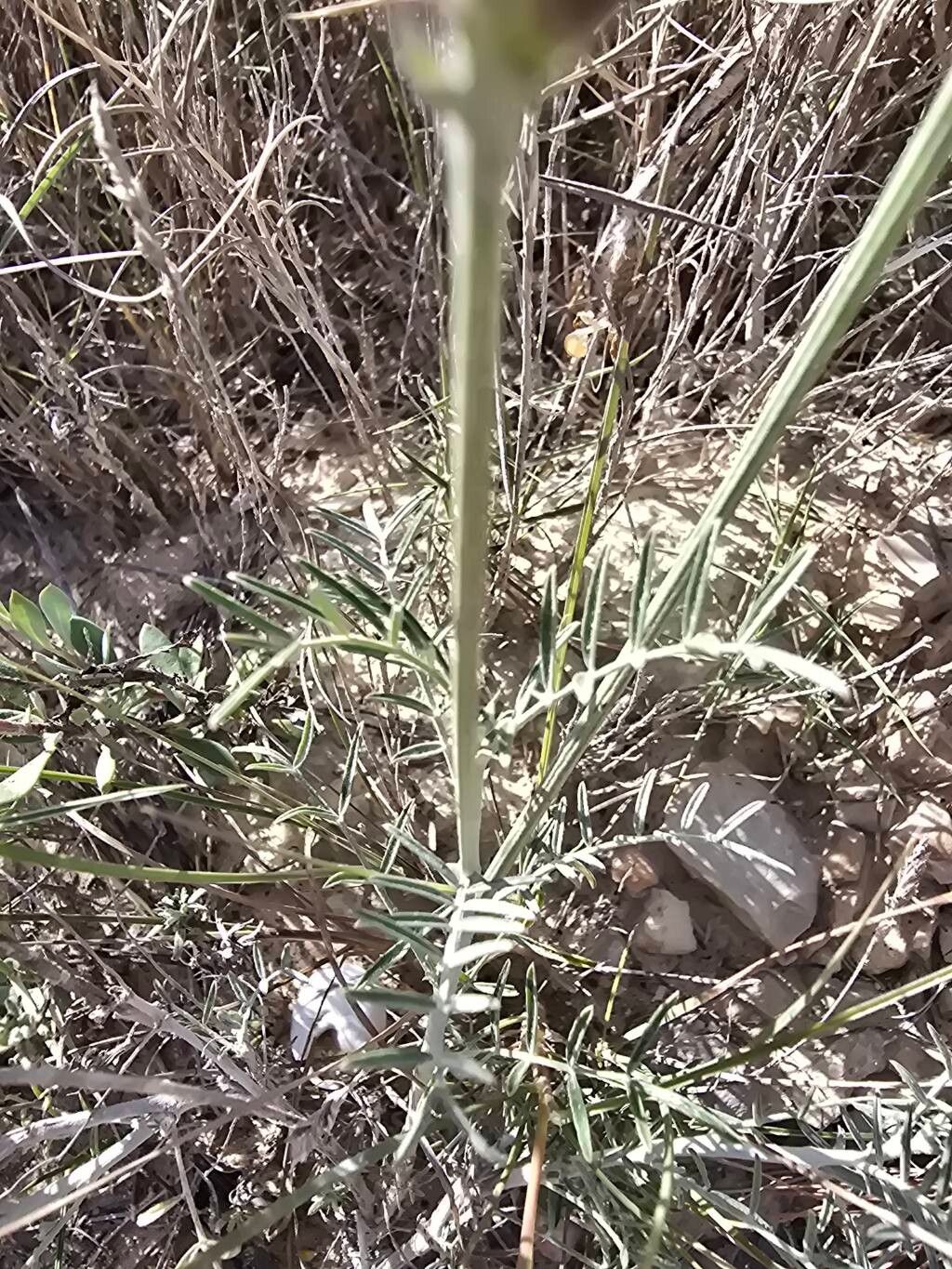 Astragalus hispanicus — houseplant care guide