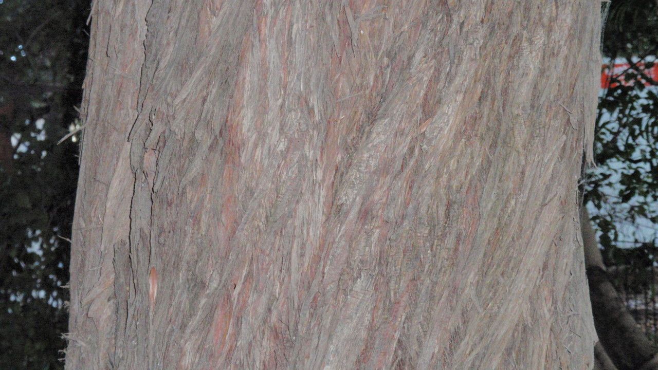 Podocarpus elatus bark