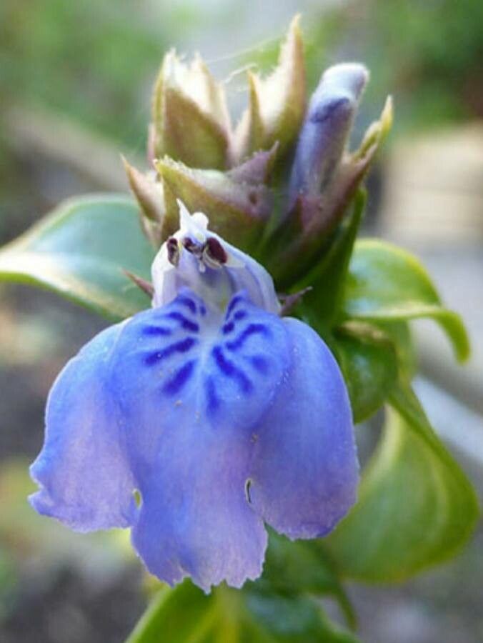 Rungia klossii flower
