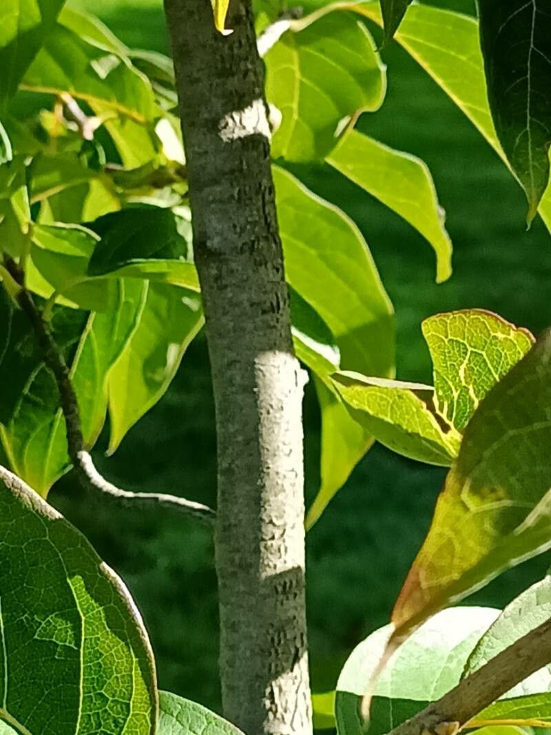 Nyssa sinensis bark