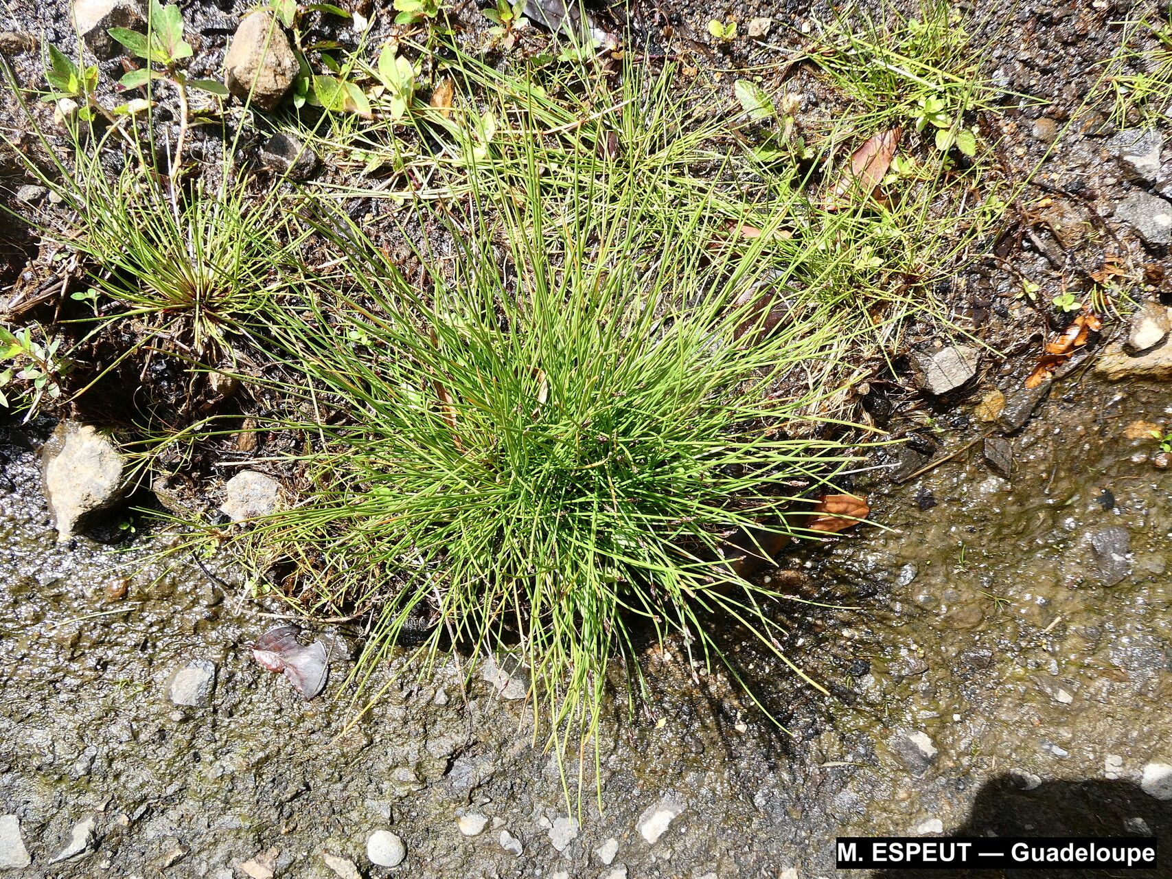 Eleocharis nana habit