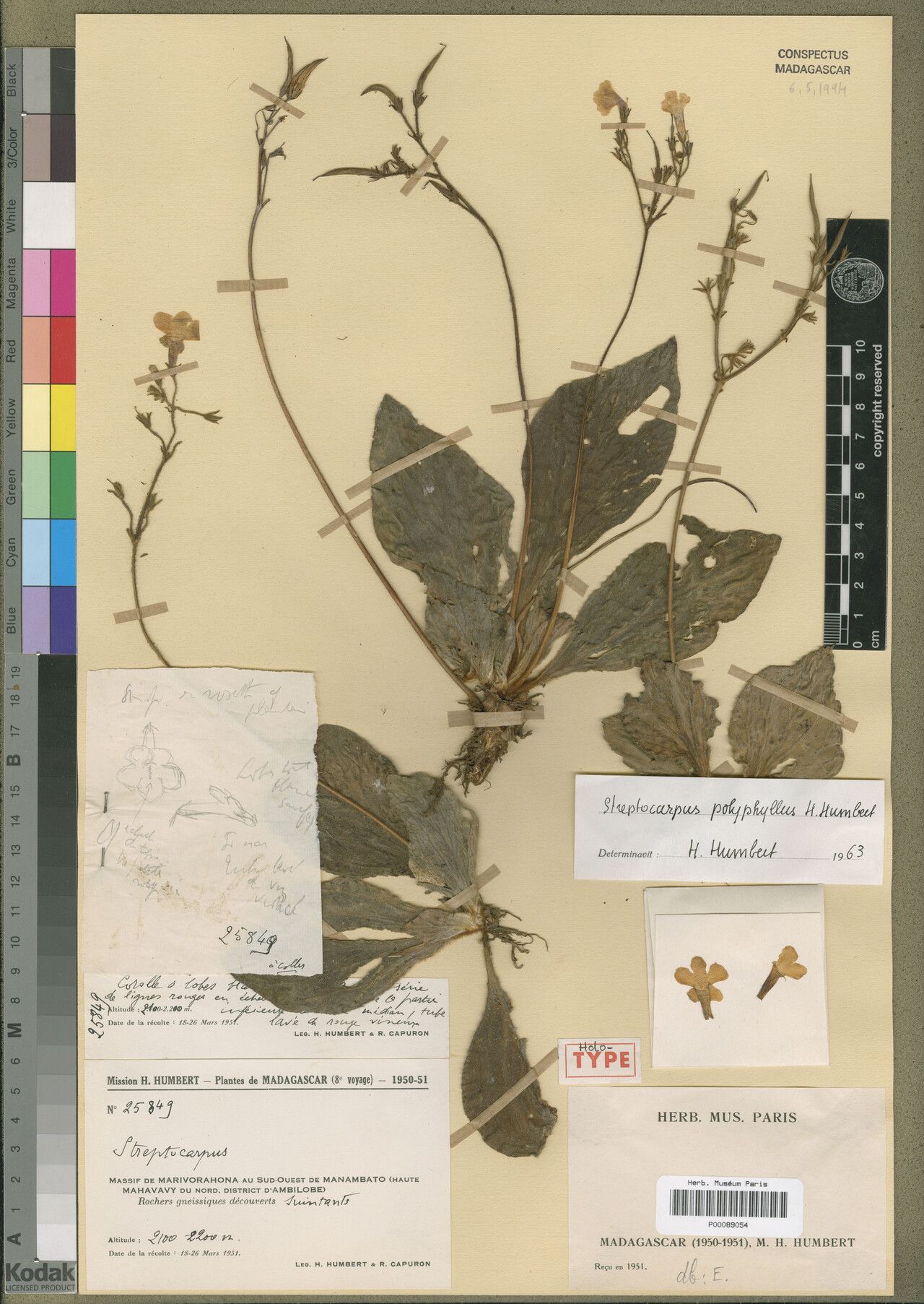 Streptocarpus polyphyllus — search result for 'Streptocarpus'