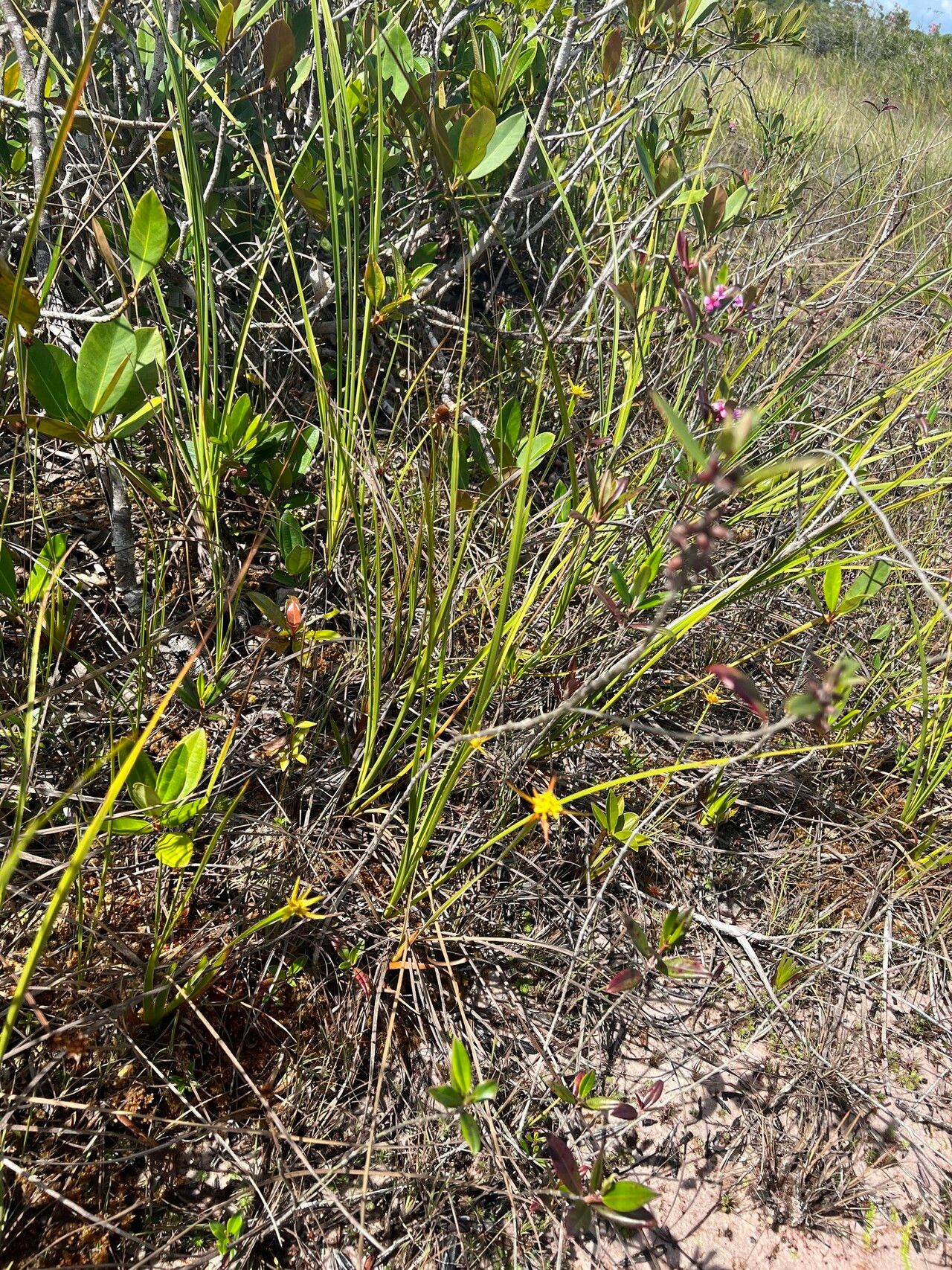 Xyris involucrata habit