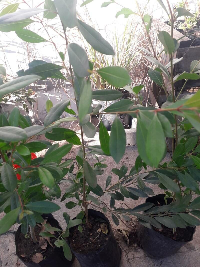 Eugenia uruguayensis leaf