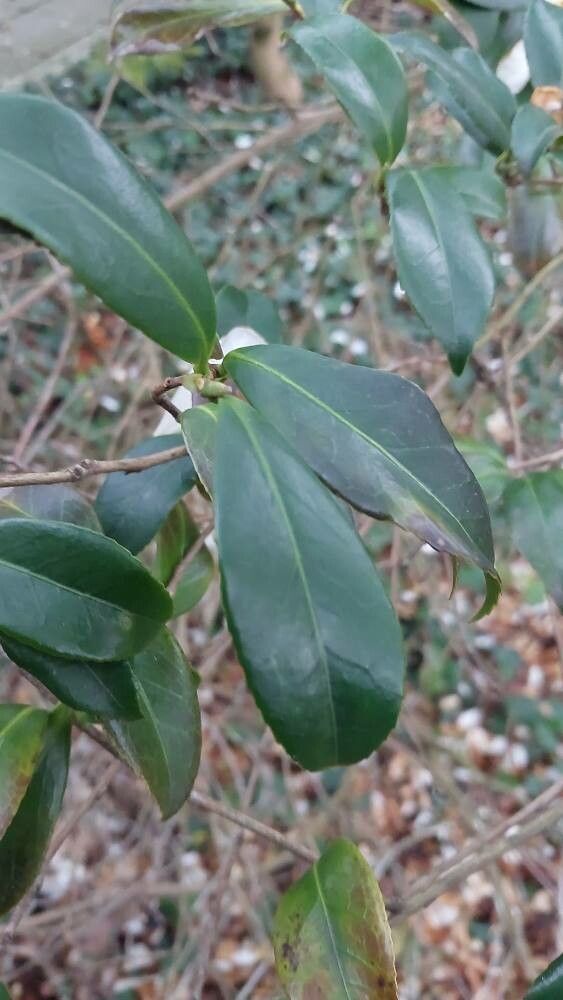 Camellia × vernalis leaf