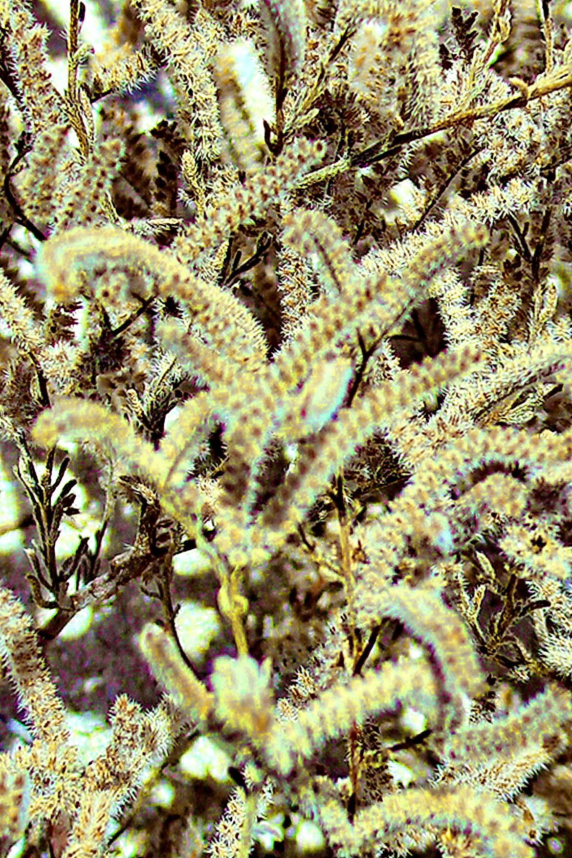 Johnstonella grayi — related species from the same genus