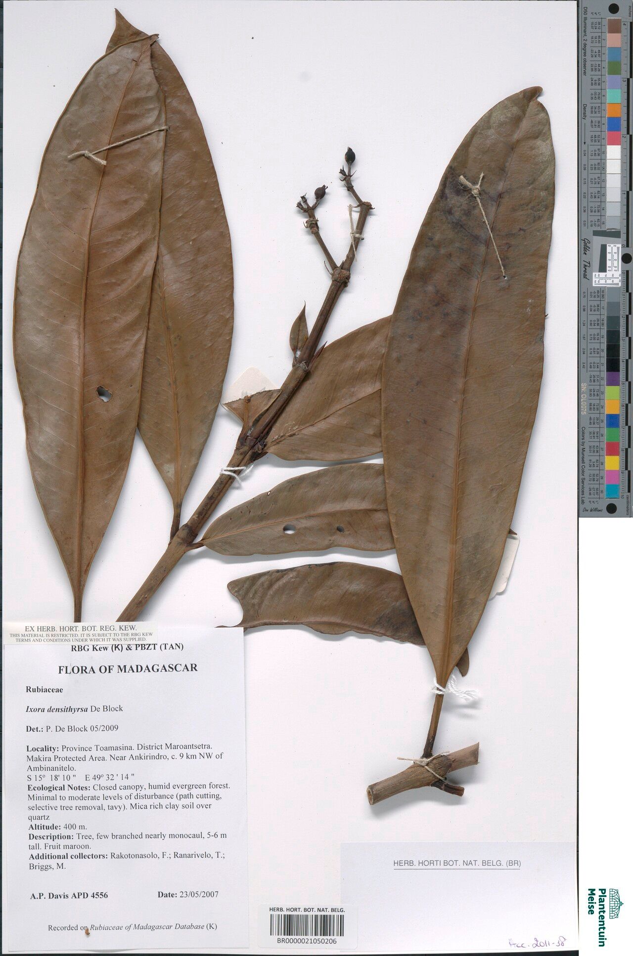 Ixora densithyrsa — search result for 'Ixora'