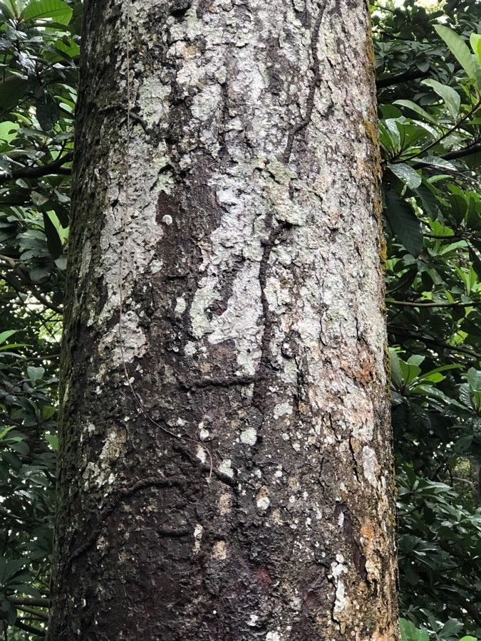 Parartocarpus venenosa — search result for 'Moraceae'