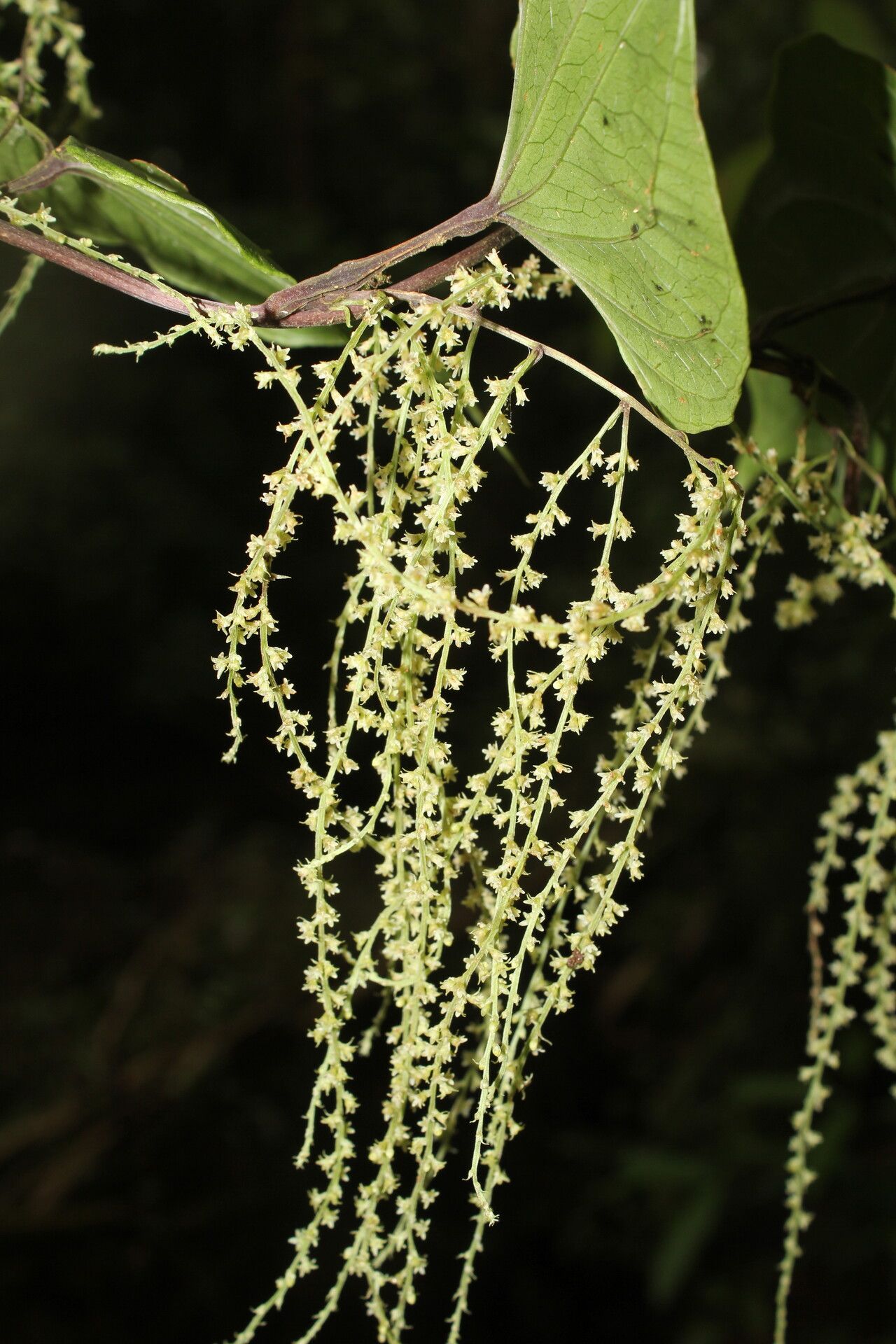 Dioscorea matagalpensis flower