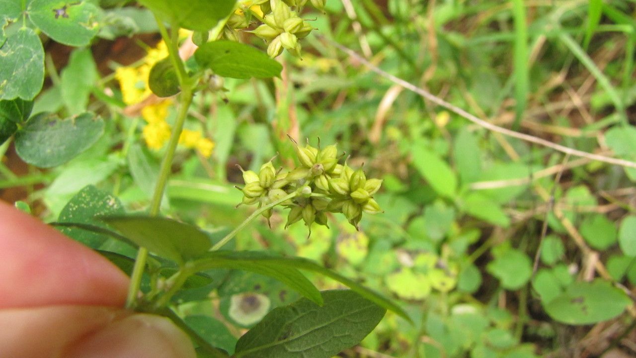 Thalictrum pubescens fruit
