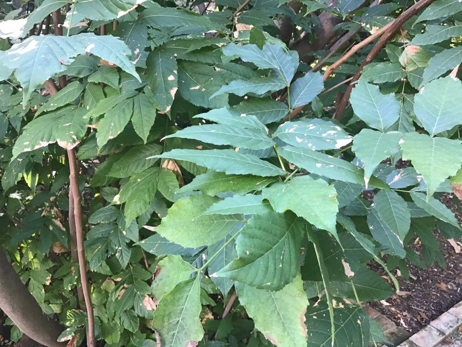 Ungnadia speciosa leaf