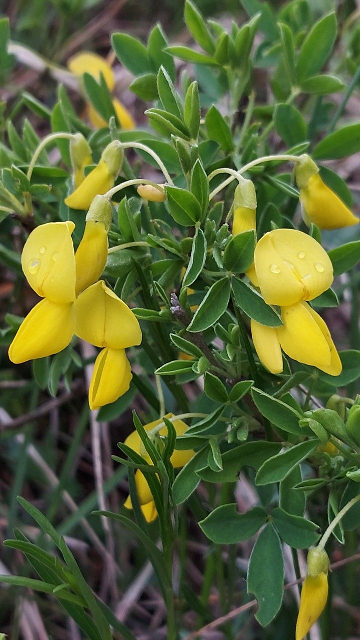 Cytisus emeriflorus flower