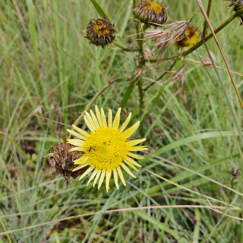 Berkheya radula flower