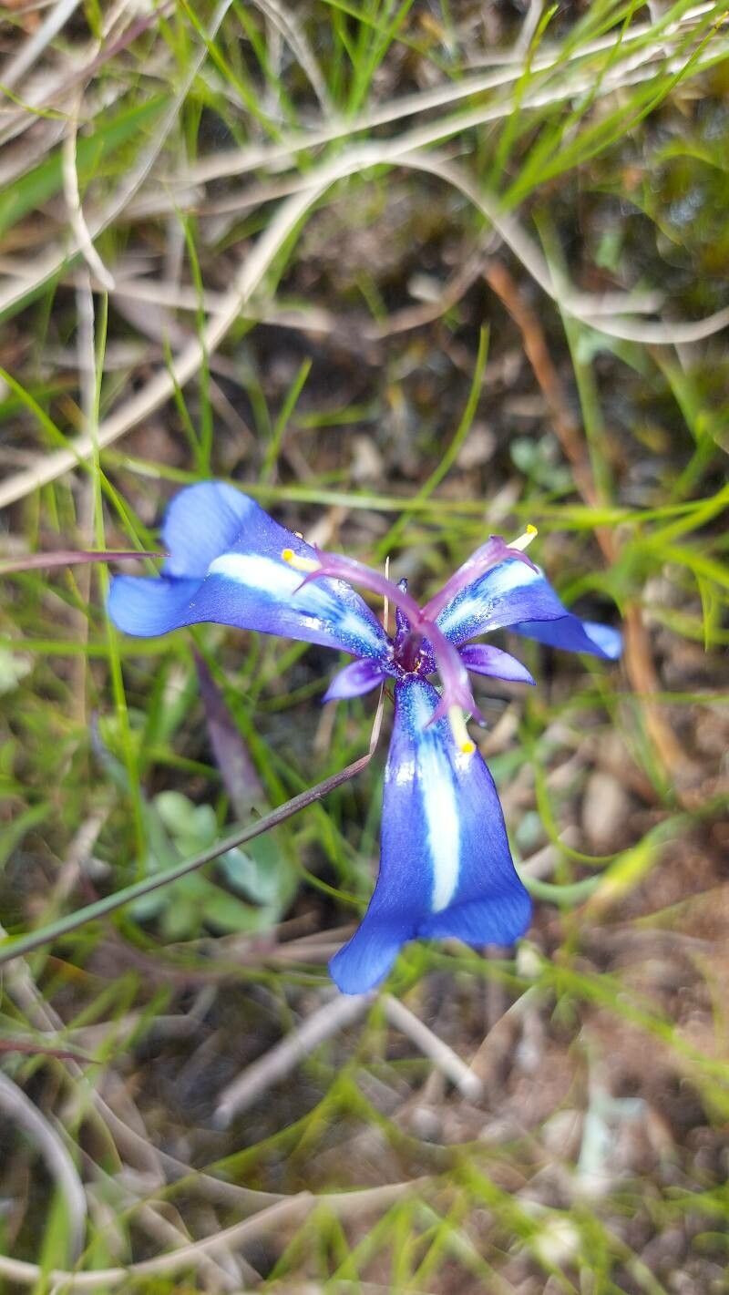 Herbertia pulchella — related species from the same genus