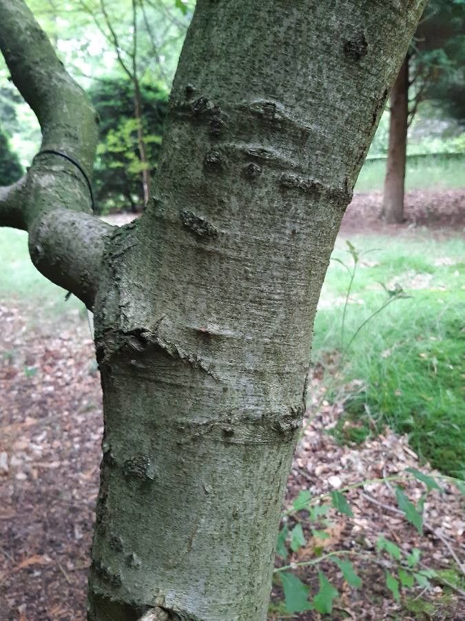 Quercus ilicifolia bark