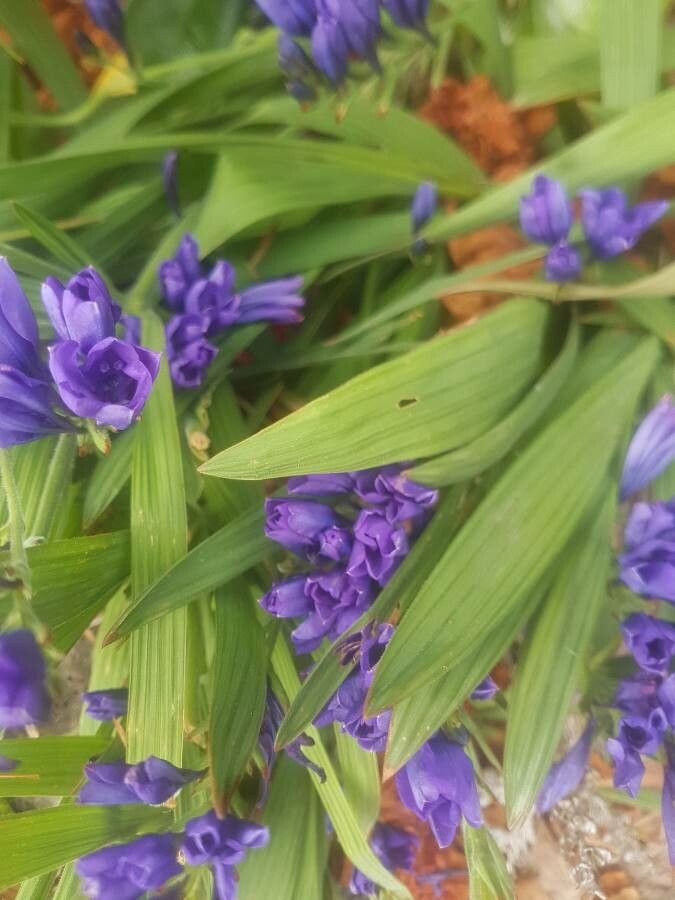 Babiana stricta leaf