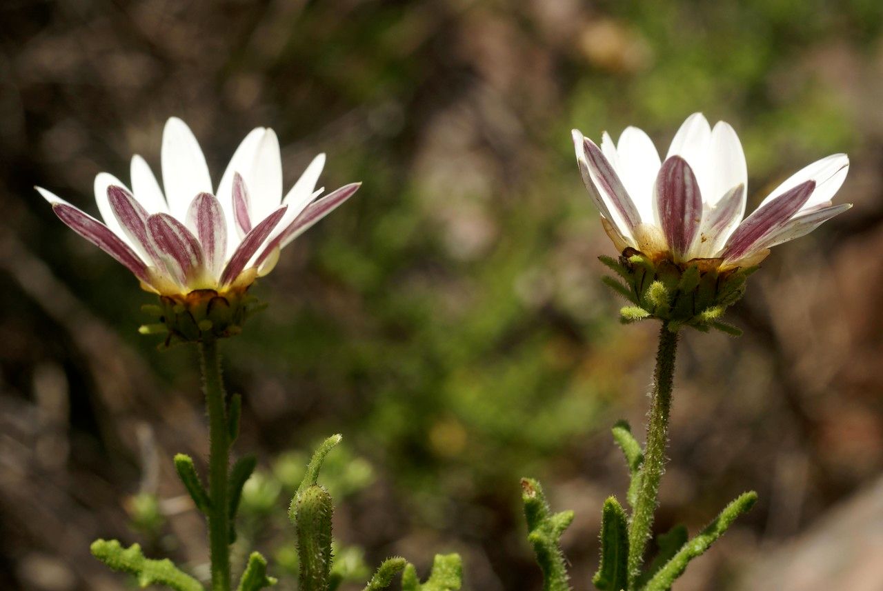 Arctotis aspera flower