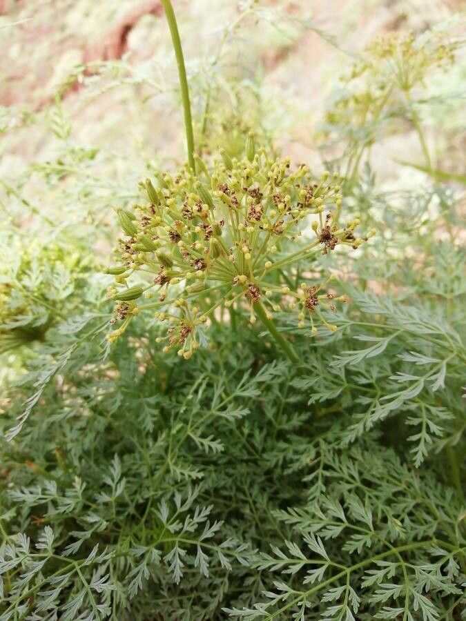 Sphallerocarpus gracilis flower