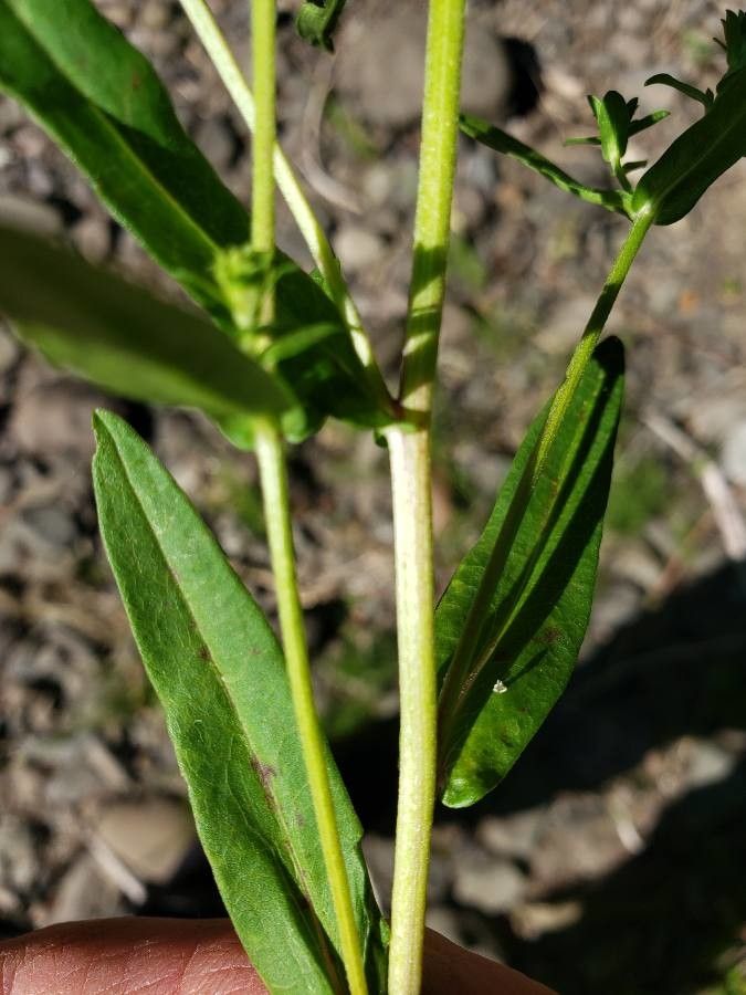 Symphyotrichum subspicatum — search result for 'Symphyotrichum'