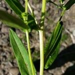 Symphyotrichum subspicatum