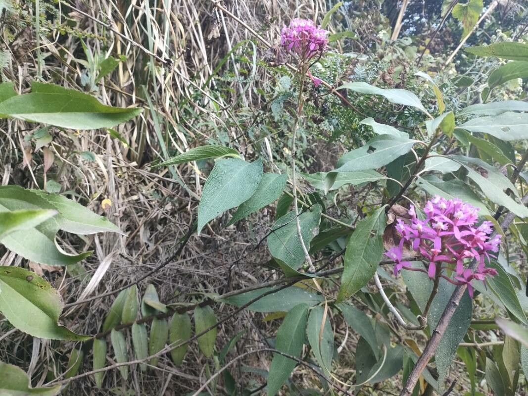 Epidendrum secundum habit