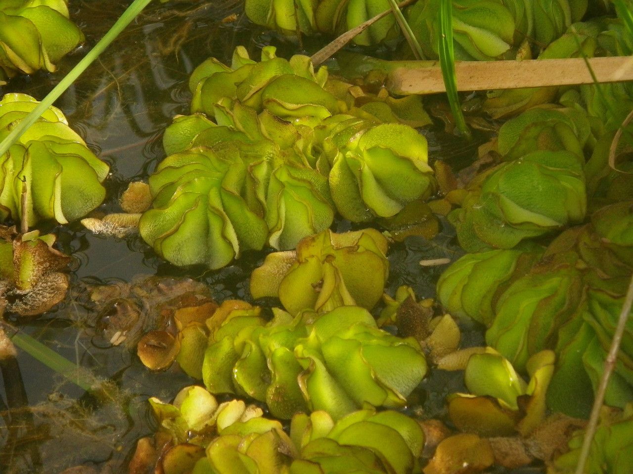 Salvinia molesta flower