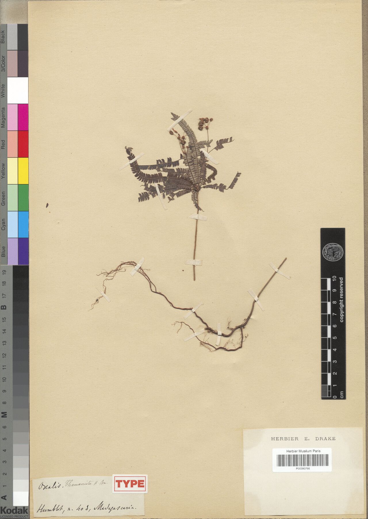 Oxalis macropoda — houseplant care guide