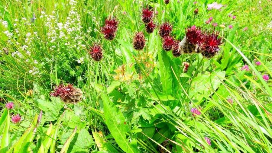 Centaurea kotschyana habit