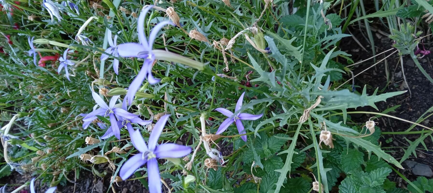 Isotoma axillaris habit