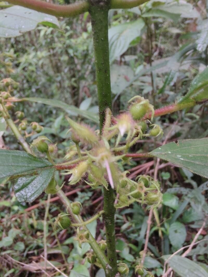 Miconia leamarginata flower