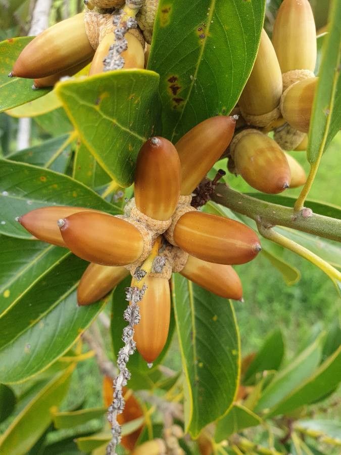 Avicennia germinans fruit