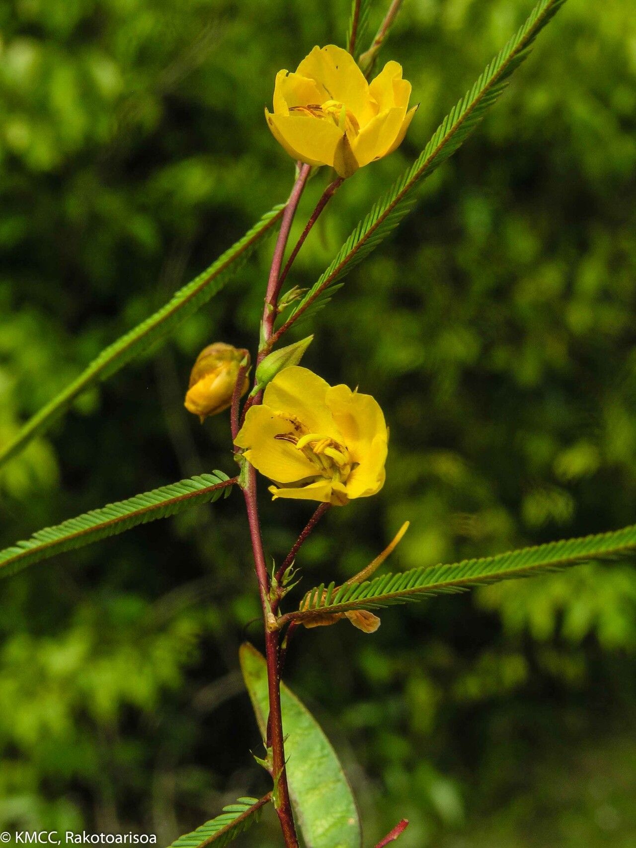 Chamaecrista arenicola