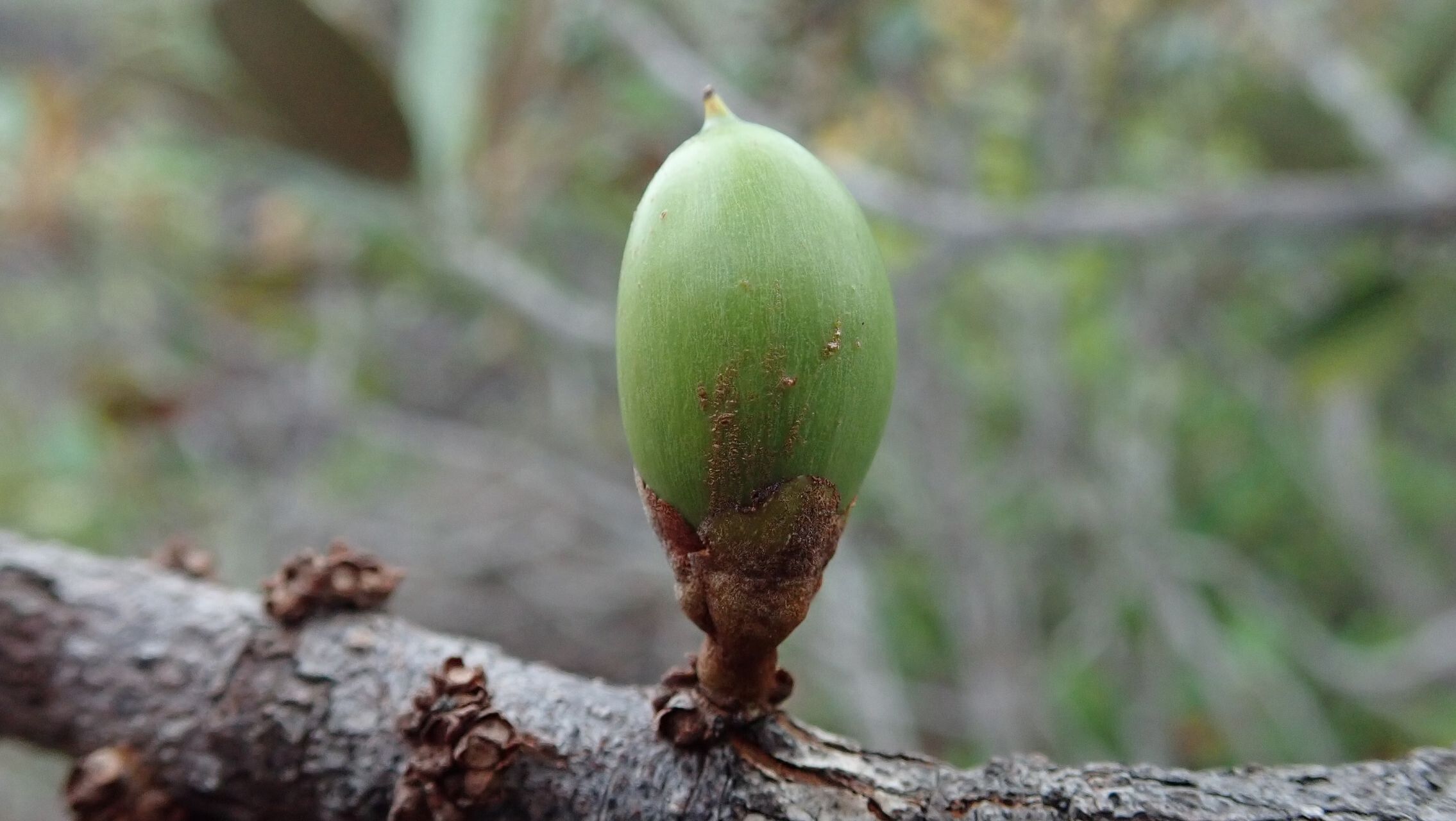 Pycnandra decandra fruit