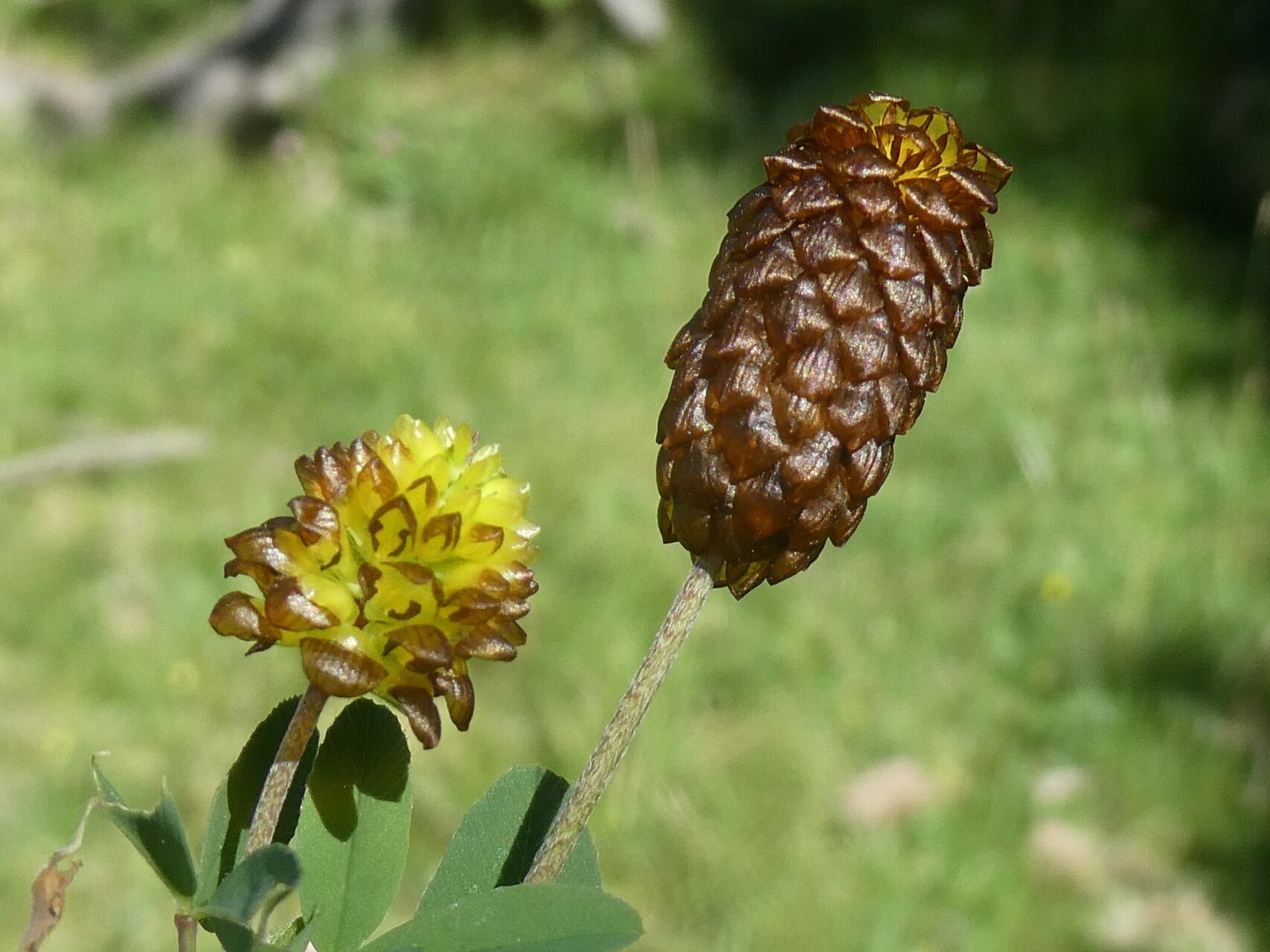 Trifolium spadiceum flower