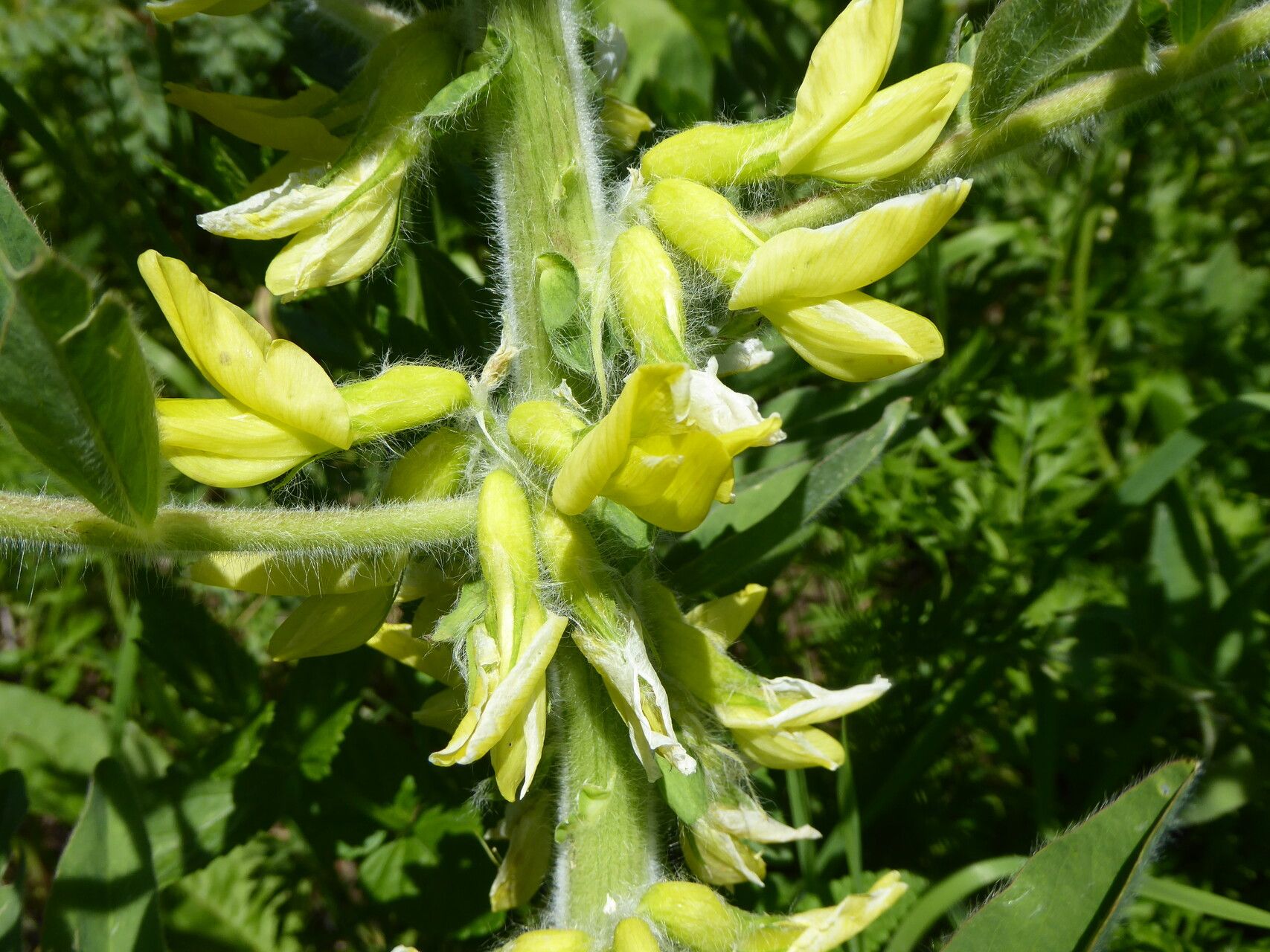 Oxytropis argentata flower