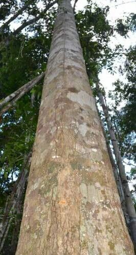 Tinadendron noumeanum bark