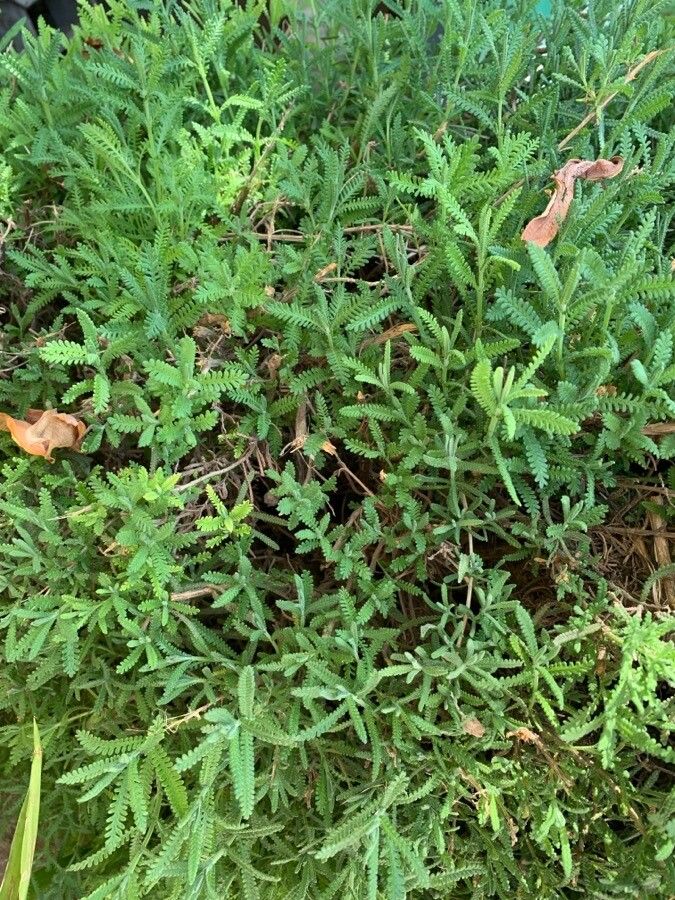 Selaginella eurynota — search result for 'Selaginella'