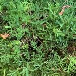 Selaginella eurynota