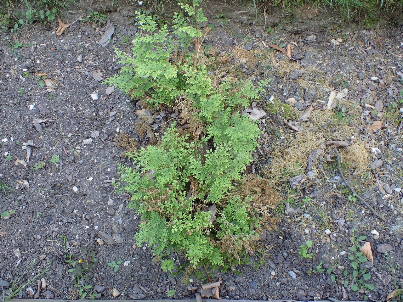 Selaginella tamariscina habit