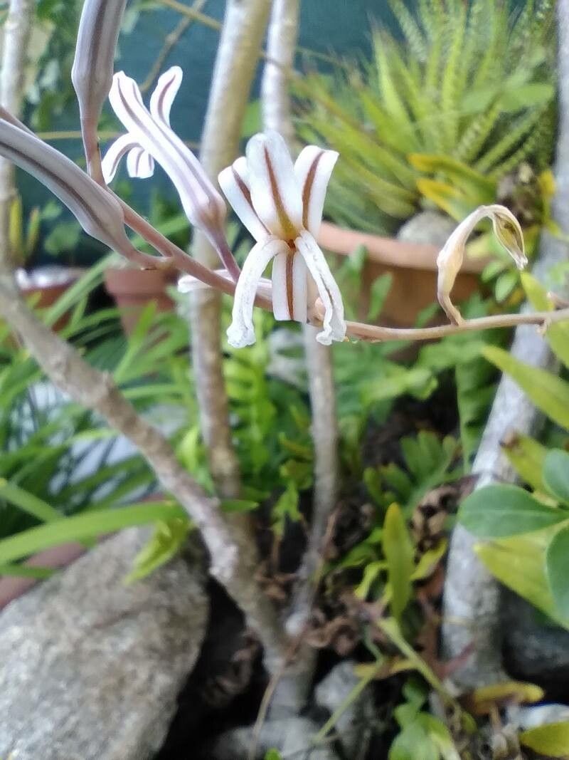 Haworthia longiana flower