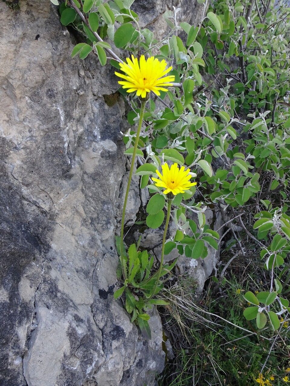 Hieracium cerinthoides habit