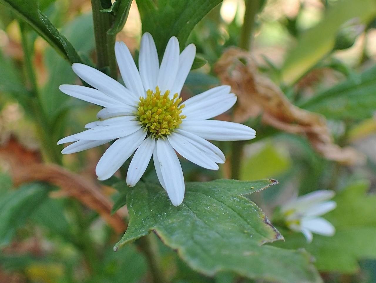 Aster incisus flower