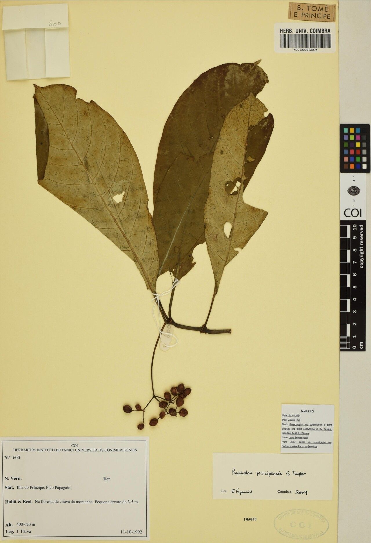 Psychotria principensis — houseplant care guide