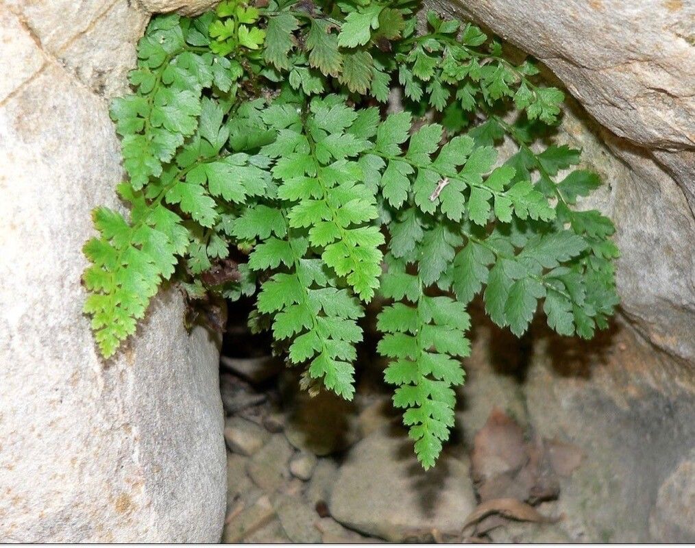 Dryopteris pallida — search result for 'Dryopteris'