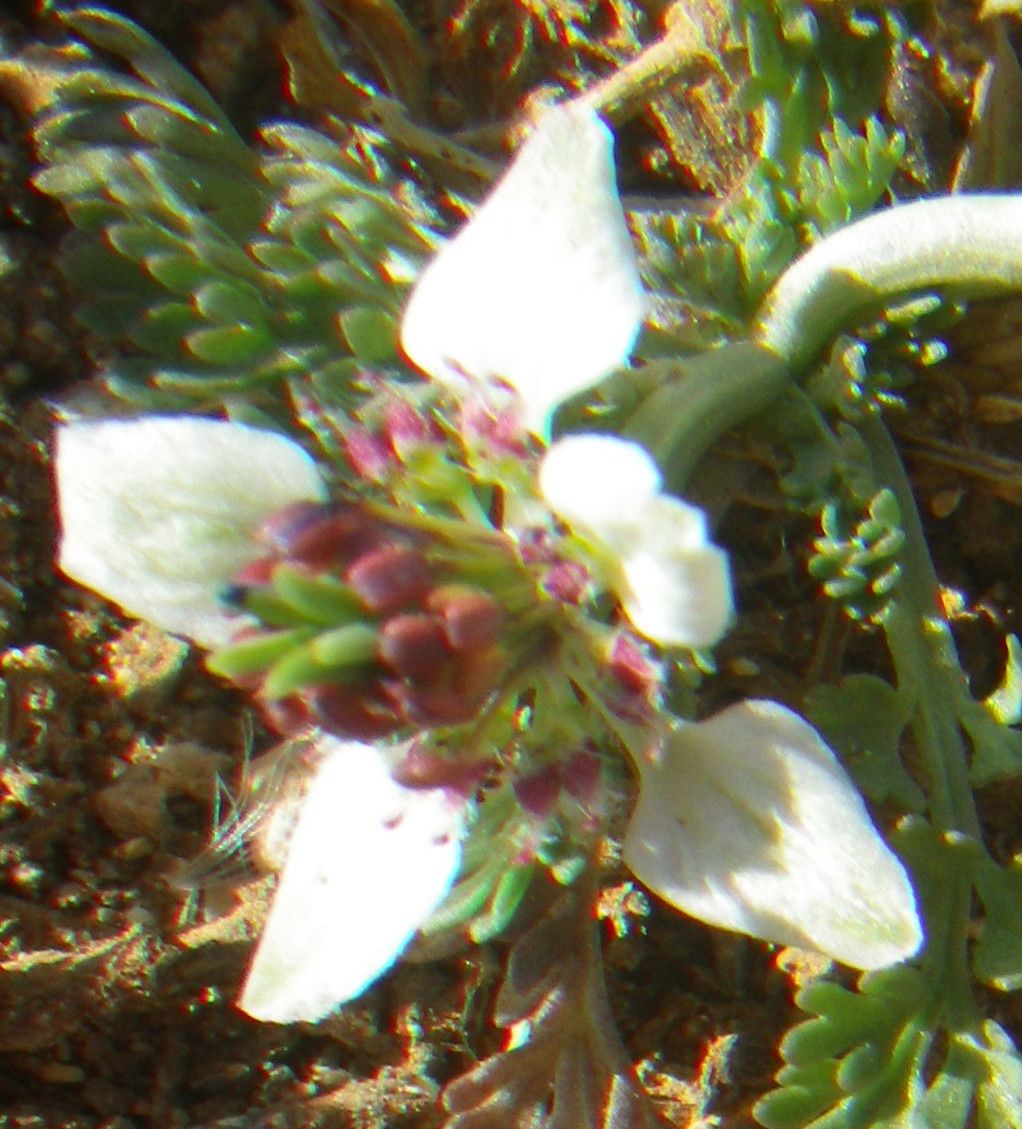 Nigella fumariifolia flower